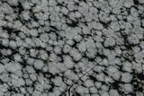 Polished Snowflake Obsidian Section - Utah #117782-1